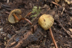 Stagnicola perplexa