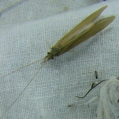 Oecetis