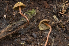 Stagnicola perplexa