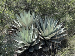 Asparagaceae