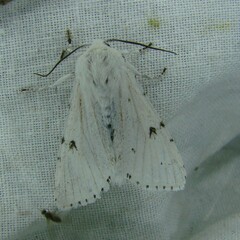 Acronicta leporina