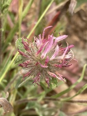 Trifolium hirtum