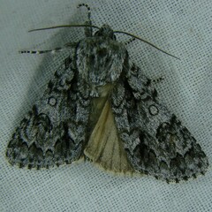 Acronicta auricoma