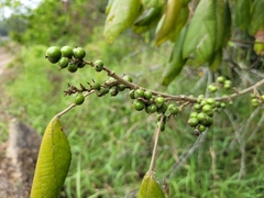 Alchornea glandulosa