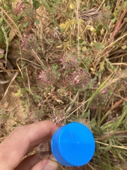 Trifolium hirtum