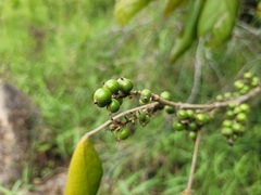 Alchornea glandulosa