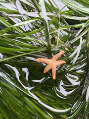 Henricia
