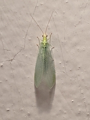 Chrysopa quadripunctata