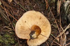 Flammulaster erinaceellus