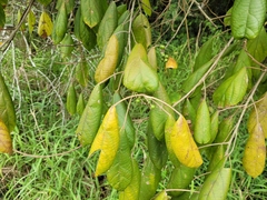 Alchornea glandulosa