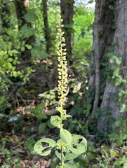 Actaea racemosa