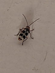 Paranapiacaba tricincta