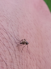 Aedes thelcter