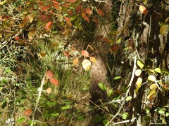Pyrus bourgaeana