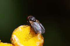 Diptera