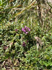 Thymus praecox polytrichus