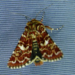 Anarta myrtilli