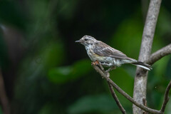 Setophaga coronata coronata