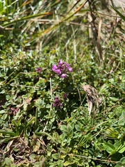 Thymus praecox polytrichus
