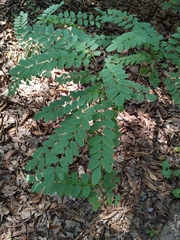 Styphnolobium affine