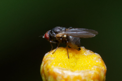 Diptera