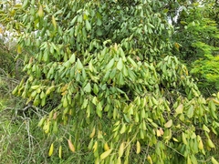 Alchornea glandulosa