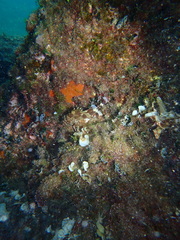 Scorpaena maderensis