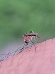 Aedes thelcter