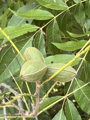 Carya illinoinensis