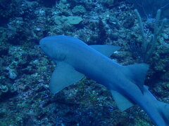 Ginglymostoma cirratum
