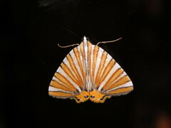 Pityeja histrionaria