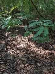 Styphnolobium affine