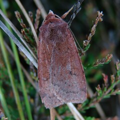 Xestia castanea