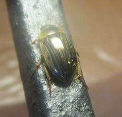 Tropisternus collaris