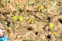 Chondrilla juncea