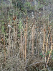 Typha laxmannii