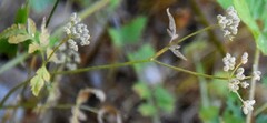 Torilis nodosa