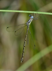 Lestes rectangularis
