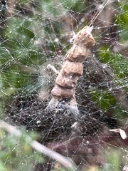 Araneidae