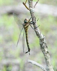 Epiaeschna heros