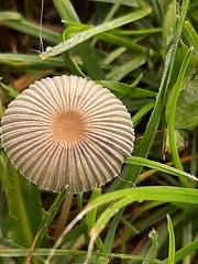 Parasola plicatilis