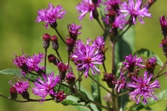 Vernonia gigantea