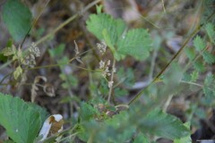 Torilis nodosa