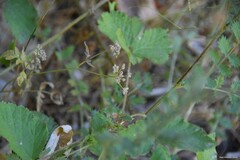 Torilis nodosa
