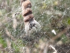 Araneidae