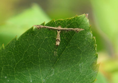 Lantanophaga pusillidactylus