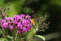 Vernonia gigantea