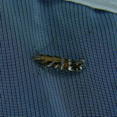 Aristotelia ericinella