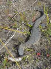 Varanus rosenbergi