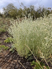 Pseudognaphalium thermale